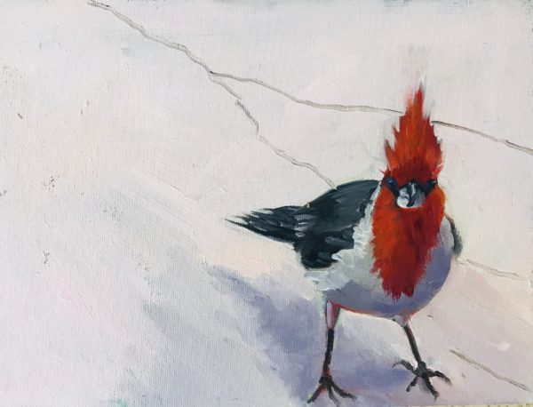 #433 - Brazilian Cardinal, 9"x12"